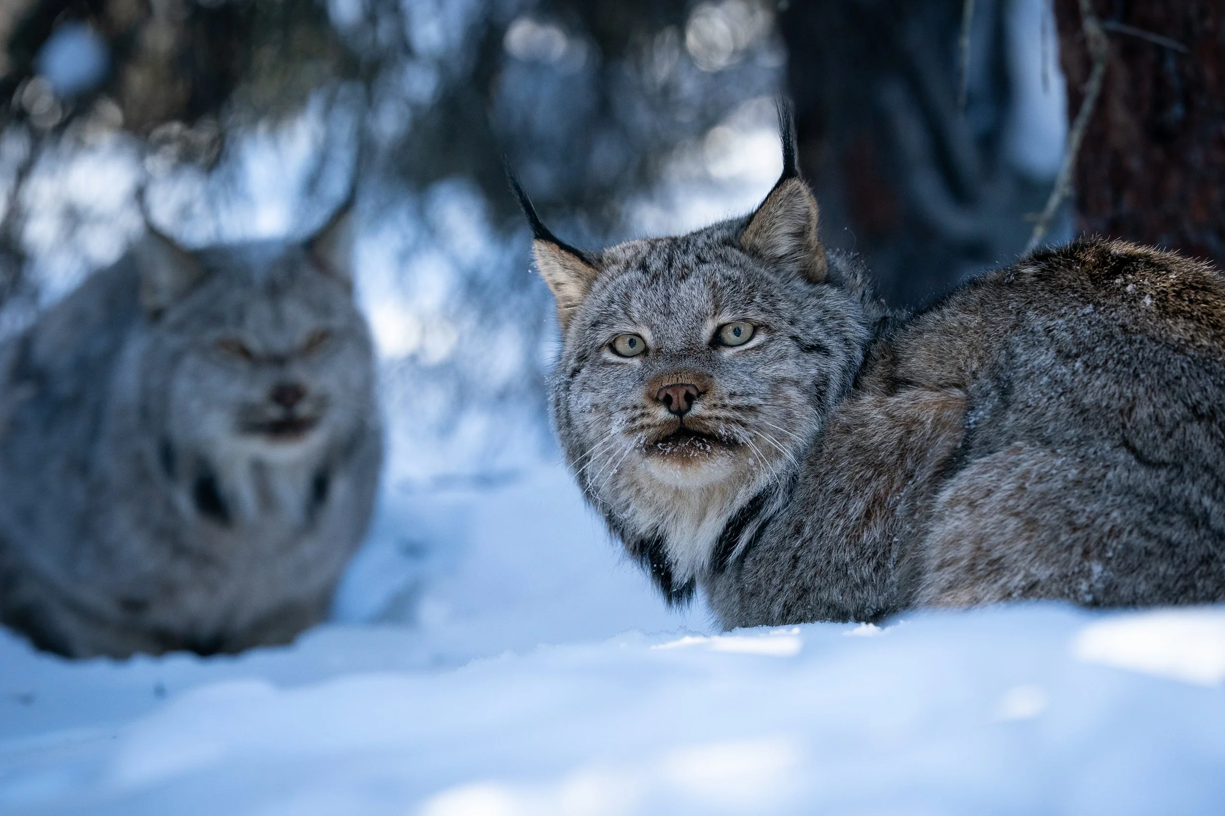 Lynx in Winter ~ Chapter 2 ~ — Nakashima Photography